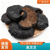 黑灵芝干货不苦黑芝泡酒煲汤泡茶滋补中药材源头批发