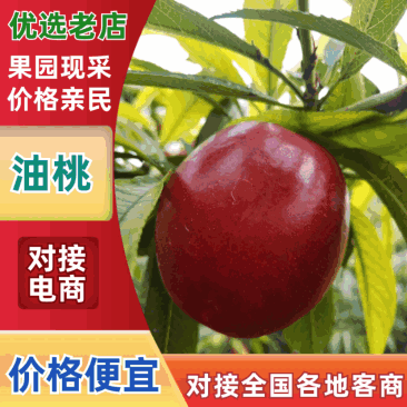 【好评超多】山西大棚黄心油桃中油4中油19纯甜现摘