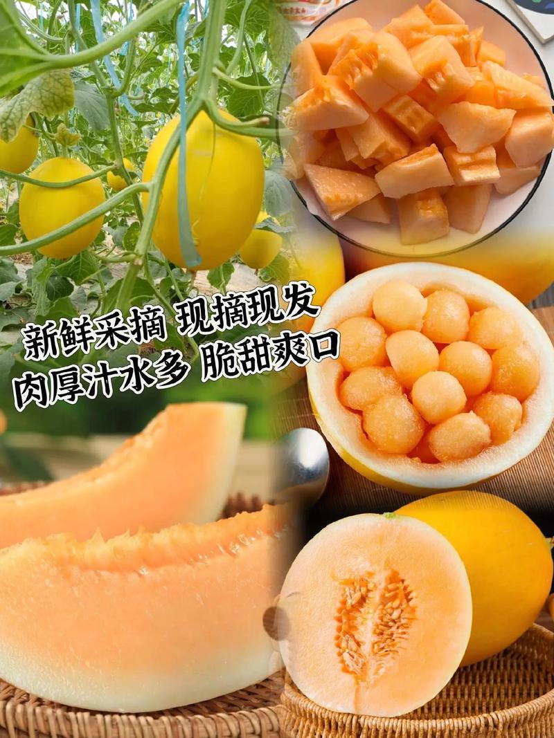 甘肃黄河蜜瓜/基地直发/一手货源/包熟包甜/可视频看货