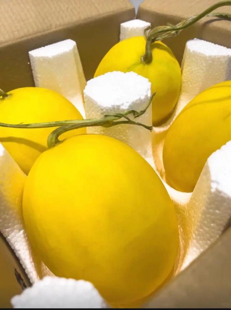 甘肃黄河蜜瓜/基地直发/一手货源/包熟包甜/可视频看货