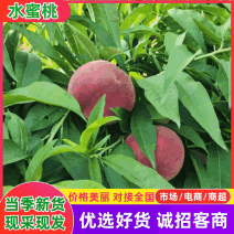【热卖中】山西运城水蜜桃毛桃春美春蜜产地现摘供应全国