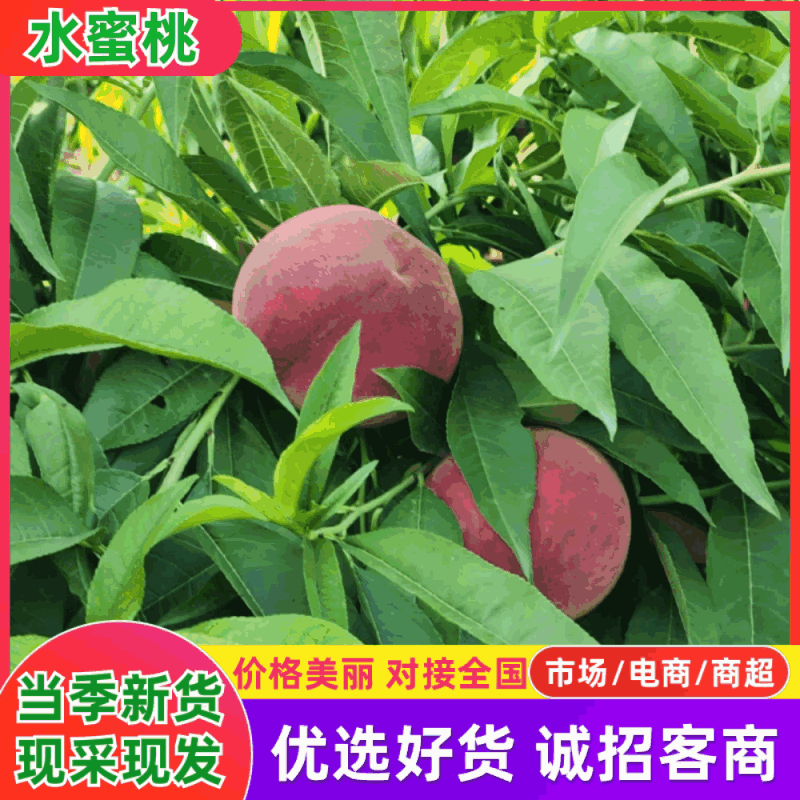 【热卖中】山西运城水蜜桃毛桃春美春蜜产地现摘供应全国