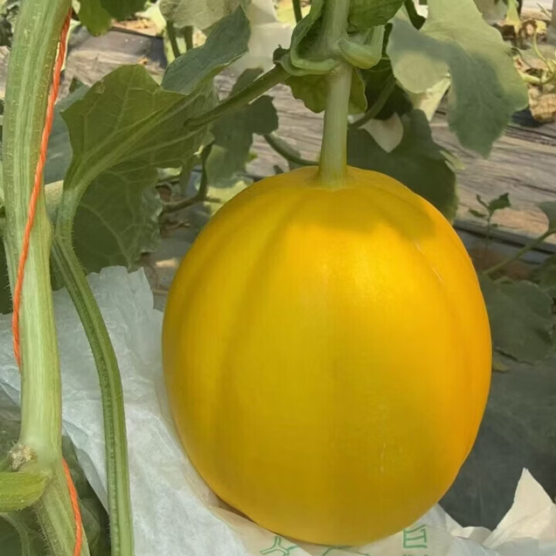 甘肃黄河蜜瓜/基地直发/一手货源/包熟包甜/可视频看货