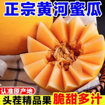 甘肃黄河蜜瓜/基地直发/一手货源/包熟包甜/可视频看货