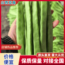 山西豆角白不老小金豆扁豆角规格齐全对接全国市场商超电商