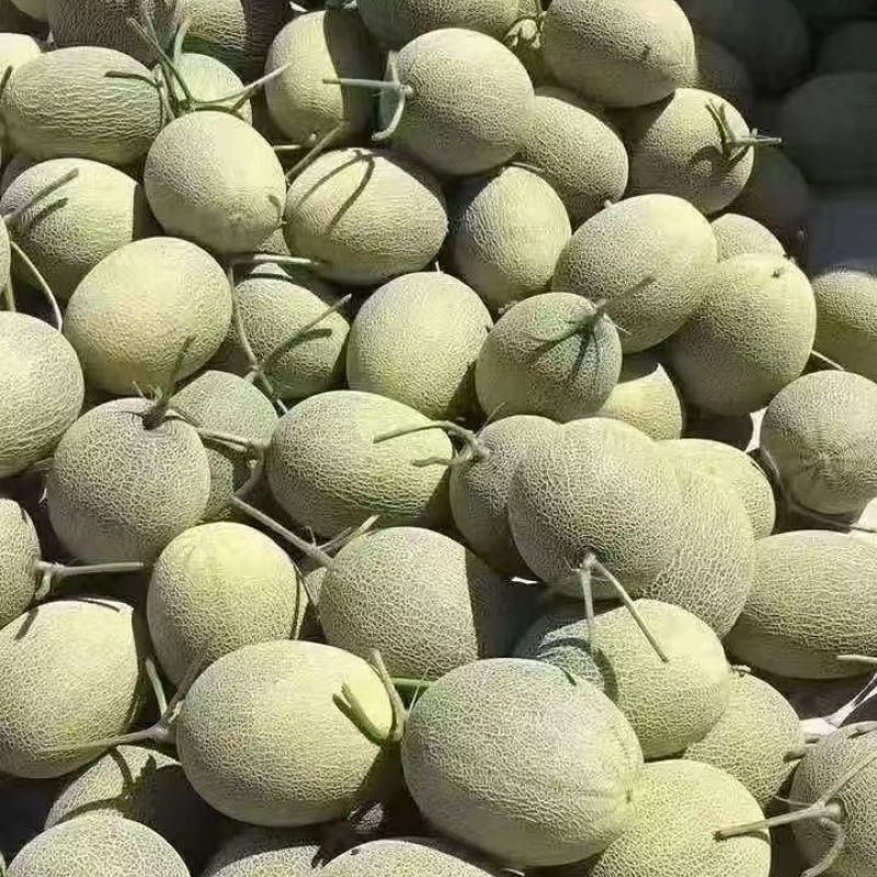 甘肃哈密瓜精品西州蜜瓜对接电商市场商超可视频