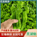 【热卖中】陕西定边芜湖椒/大量上市/对接全国市场/商超/电商