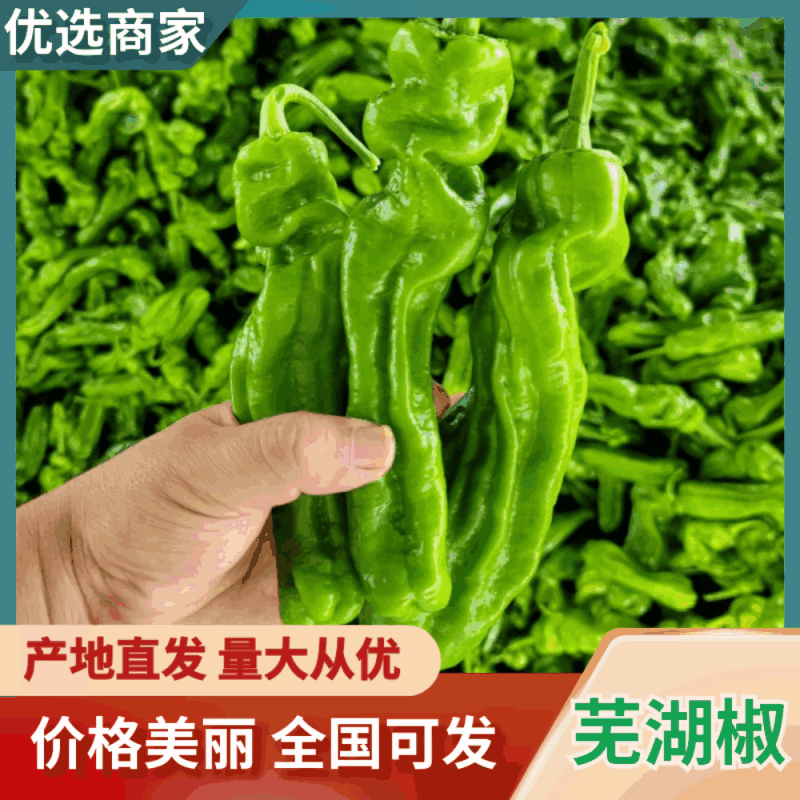 【热卖中】陕西定边芜湖椒/大量上市/对接全国市场/商超/电商
