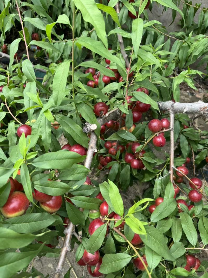 山东油桃珍珠枣油桃3号，大量供应，可视频看货，电联可议价