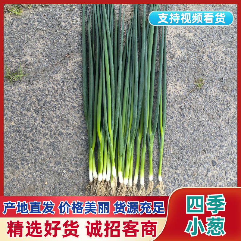 辽宁小葱精品货源一站式服务一条龙安排可对接全国客商