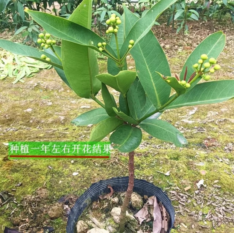 莲雾果树苗
