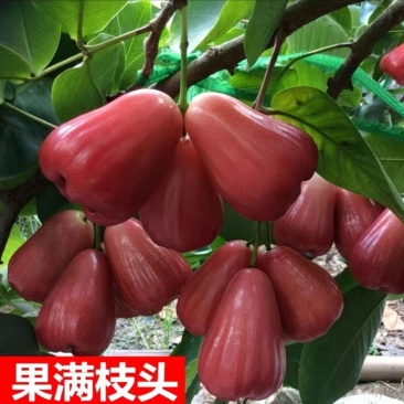 莲雾果树苗
