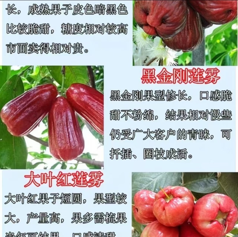 莲雾果树苗