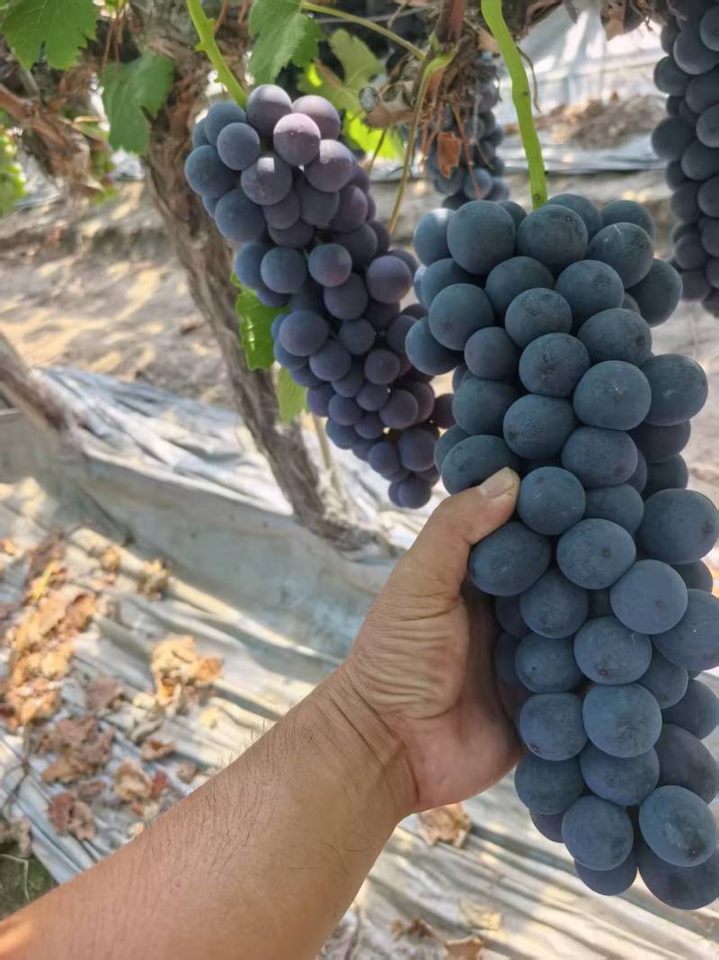 夏黑葡萄【湖南葡萄】规格齐全，诚信经营，客户至上！