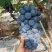 夏黑葡萄【湖南葡萄】规格齐全，诚信经营，客户至上！