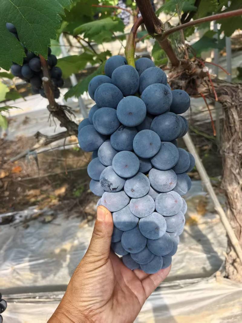 夏黑葡萄【湖南葡萄】规格齐全，诚信经营，客户至上！