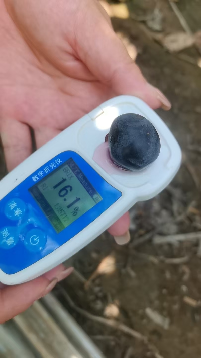 夏黑葡萄【湖南葡萄】规格齐全，诚信经营，客户至上！