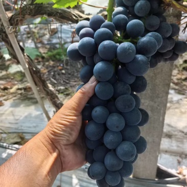 夏黑葡萄【湖南葡萄】规格齐全，诚信经营，客户至上！