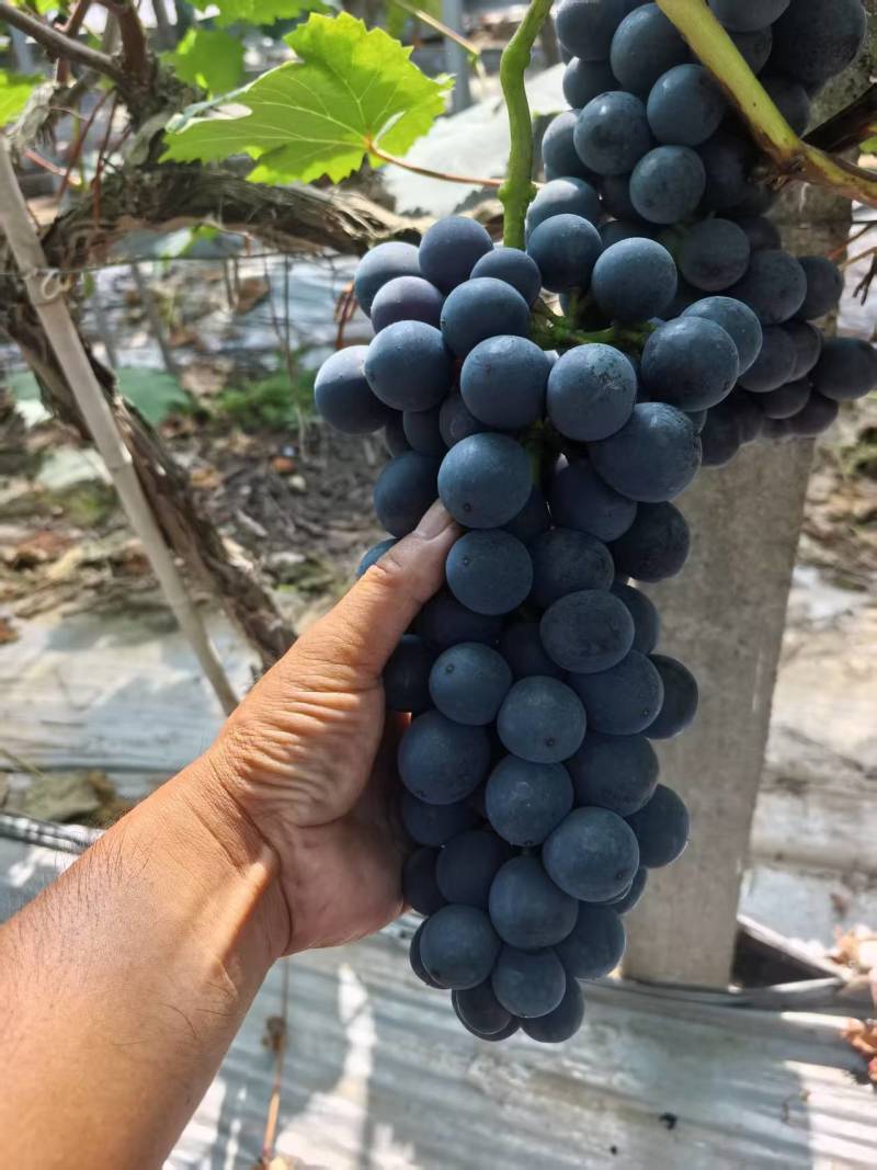 夏黑葡萄【湖南葡萄】规格齐全，诚信经营，客户至上！