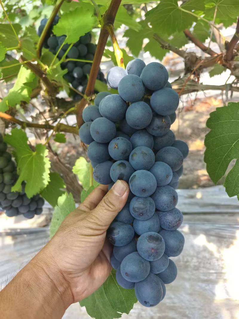夏黑葡萄【湖南葡萄】规格齐全，诚信经营，客户至上！