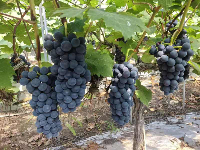夏黑葡萄【湖南葡萄】规格齐全，诚信经营，客户至上！