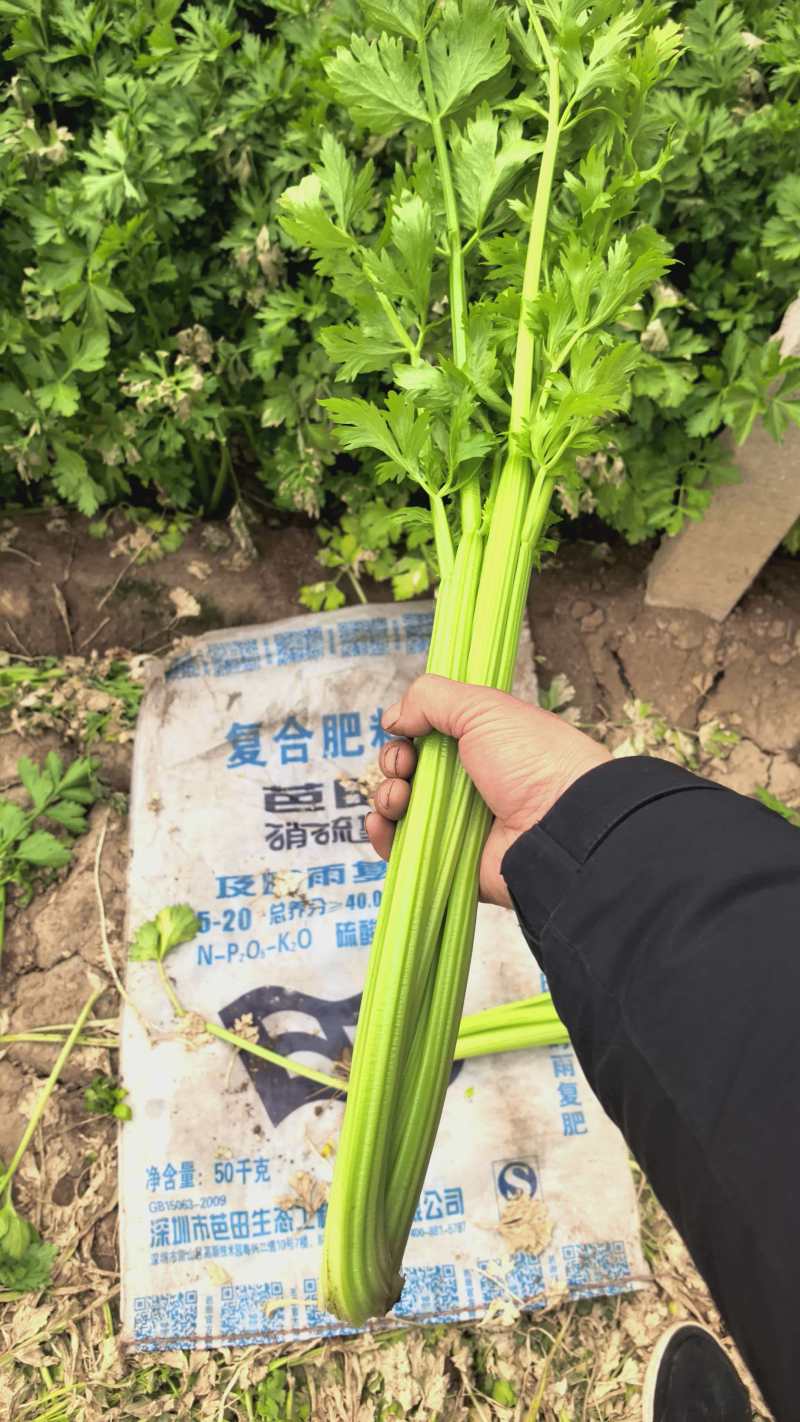 【热卖】惠民芹菜大量供应中/对接市场/品质保证/量大从优