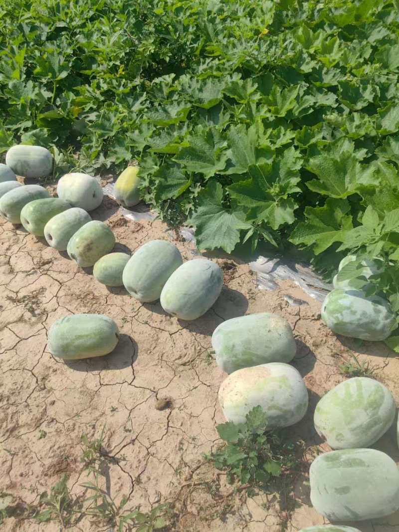 【精选商品】惠民冬瓜欢迎咨询代发全国