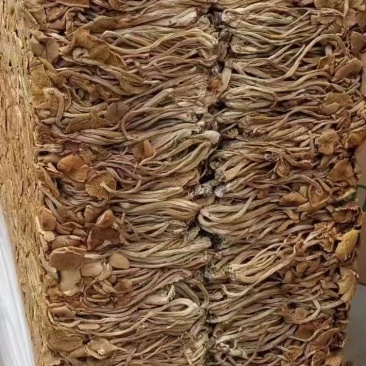 茶树菇颗颗精选香味浓郁完整无杂承接餐饮酒店食堂商超电商