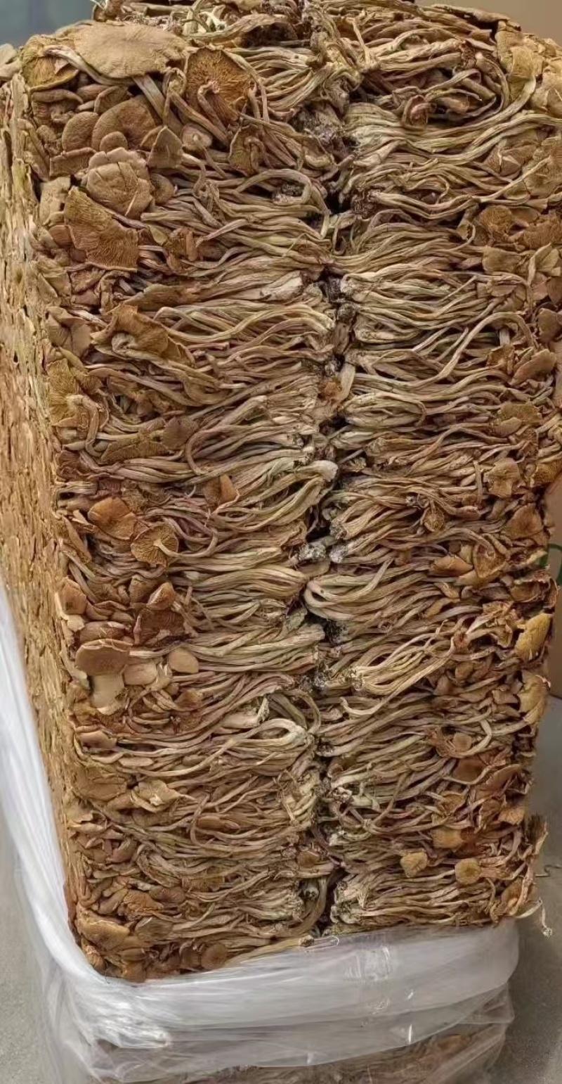 茶树菇颗颗精选香味浓郁完整无杂承接餐饮酒店食堂商超电商