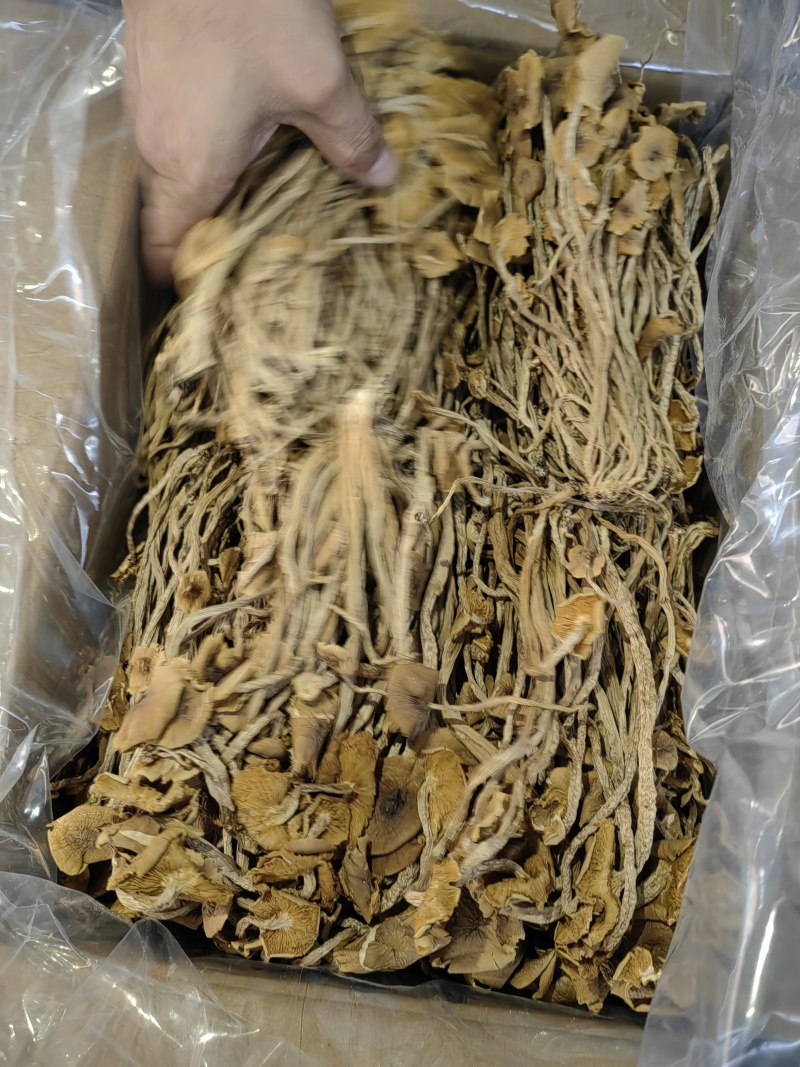 茶树菇颗颗精选香味浓郁完整无杂承接餐饮酒店食堂商超电商