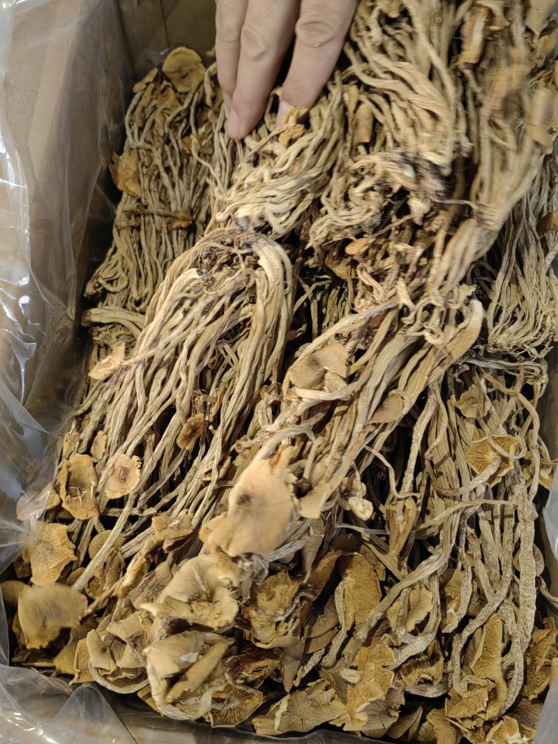 茶树菇颗颗精选香味浓郁完整无杂承接餐饮酒店食堂商超电商
