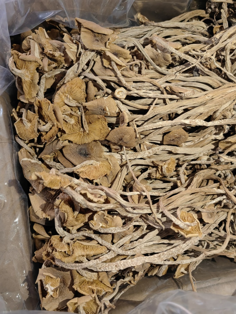 茶树菇颗颗精选香味浓郁完整无杂承接餐饮酒店食堂商超电商