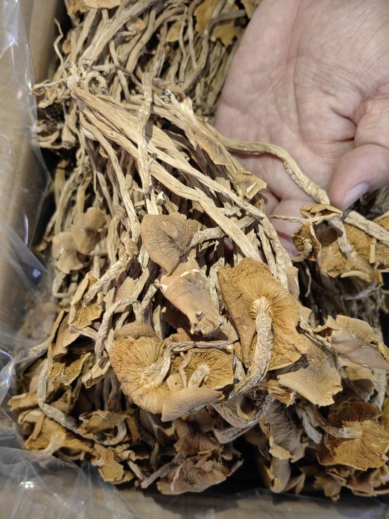 茶树菇颗颗精选香味浓郁完整无杂承接餐饮酒店食堂商超电商