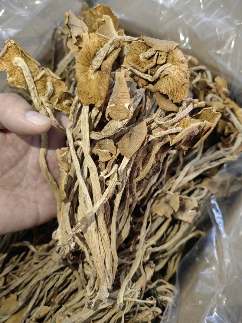 茶树菇颗颗精选香味浓郁完整无杂承接餐饮酒店食堂商超电商