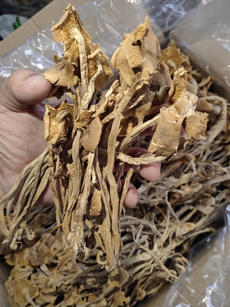 茶树菇颗颗精选香味浓郁完整无杂承接餐饮酒店食堂商超电商