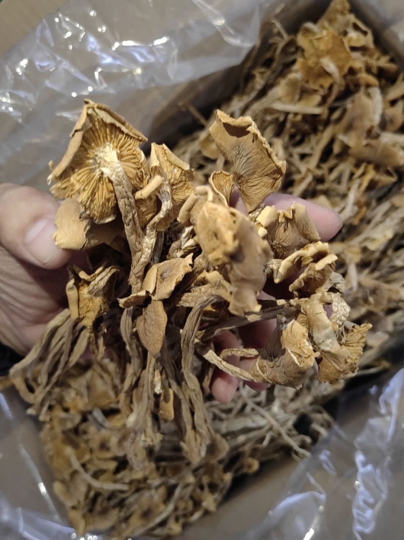 茶树菇颗颗精选香味浓郁完整无杂承接餐饮酒店食堂商超电商