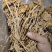 茶树菇颗颗精选香味浓郁完整无杂承接餐饮酒店食堂商超电商