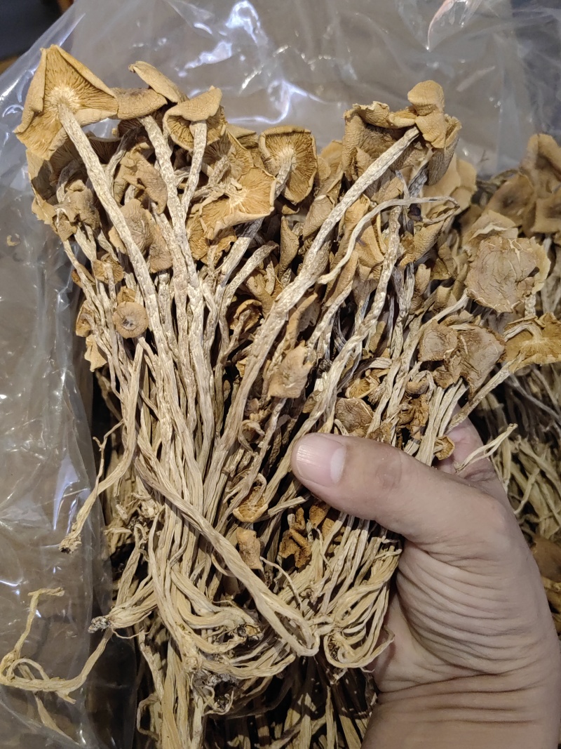 茶树菇颗颗精选香味浓郁完整无杂承接餐饮酒店食堂商超电商