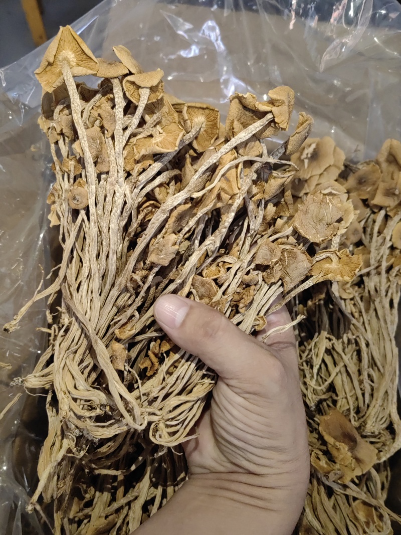 茶树菇颗颗精选香味浓郁完整无杂承接餐饮酒店食堂商超电商