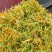 金银花产地直发品质保证价格优惠欢迎下单也可以来电
