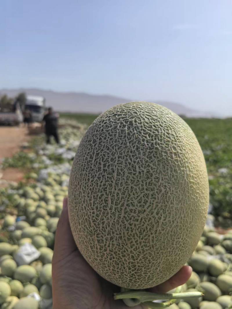 精品新疆哈蜜瓜晓蜜25号，金色年华，视频看货，一手货源