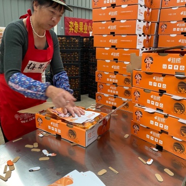 金秋砂糖桔