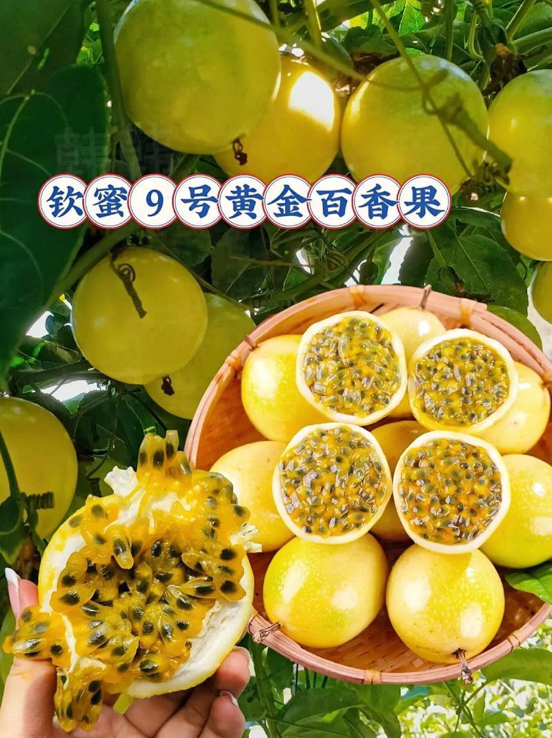 广东百香果/钦蜜9号/产地直发/大量有货/可视频看货