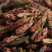 云南红雀嘴茶野生古树紫芽饱茶雀舌春茶普洱生茶