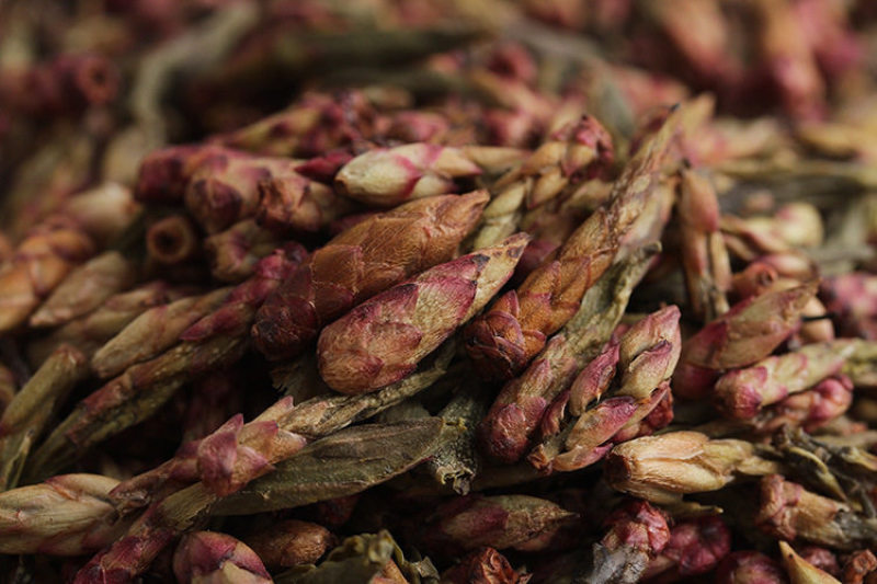云南红雀嘴茶野生古树紫芽饱茶雀舌春茶普洱生茶