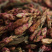 云南红雀嘴茶野生古树紫芽饱茶雀舌春茶普洱生茶