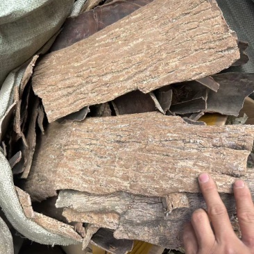 生杜仲杜仲皮中药材杜仲老树厚皮野生老树杜仲皮整捆