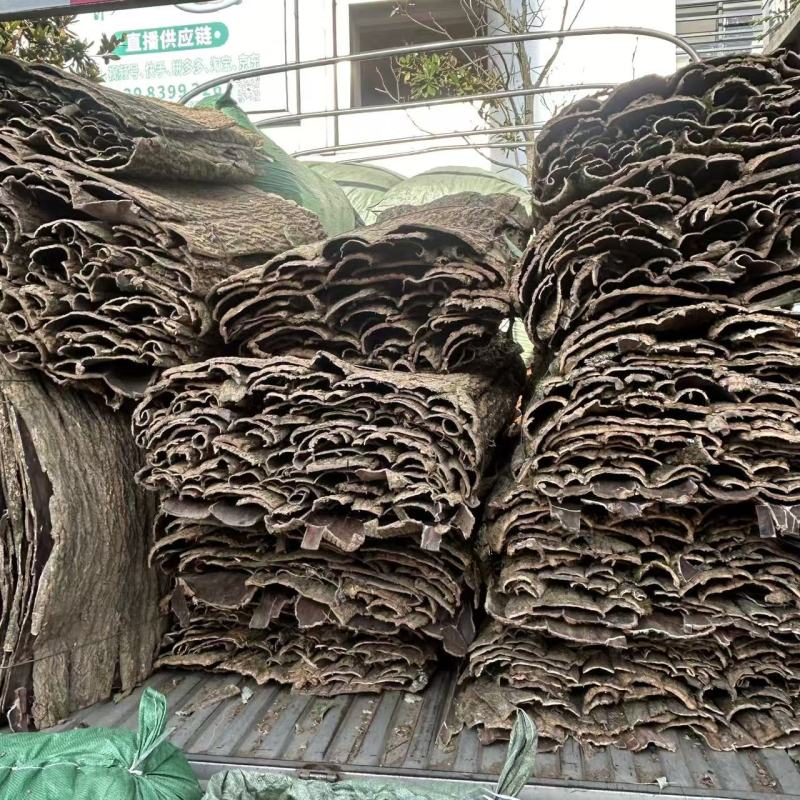 生杜仲杜仲皮中药材杜仲老树厚皮野生老树杜仲皮整捆