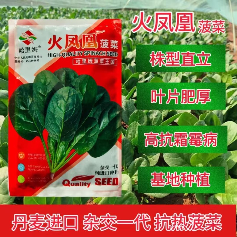 火凤凰菠菜种子纯进口种杂交耐热耐抽苔菠菜种籽直立抗霜霉病