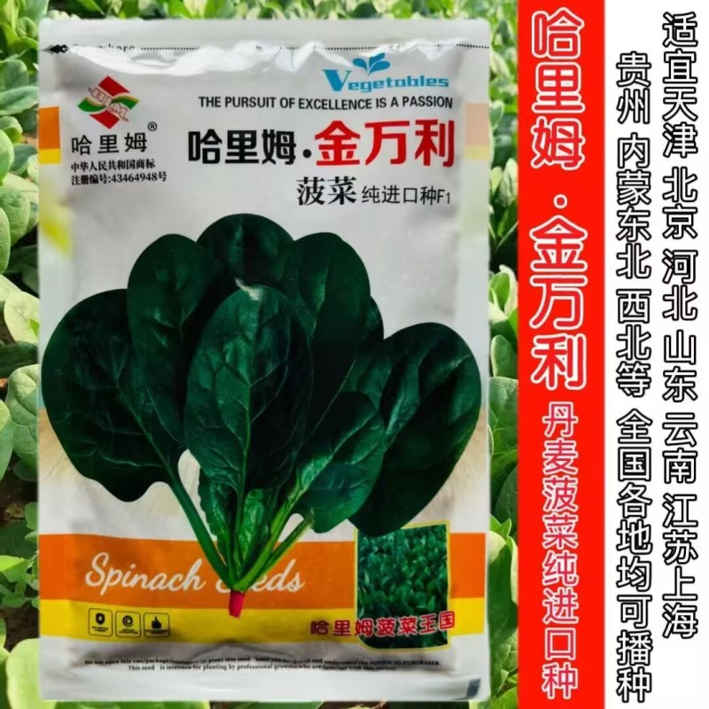 丹麦进口哈里姆金万利菠菜种子杂交抗病耐热耐寒半圆叶菠菜籽